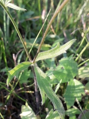 Ranunculus propinquus