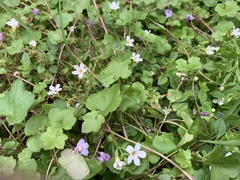 Chaenostoma cordatum