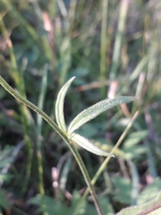 Ranunculus propinquus