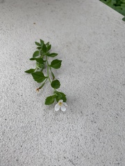 Chaenostoma cordatum