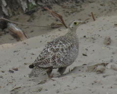 Pterocles bicinctus bicinctus