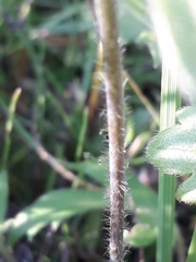 Ranunculus propinquus