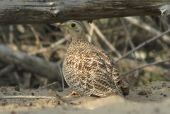 Pterocles bicinctus bicinctus