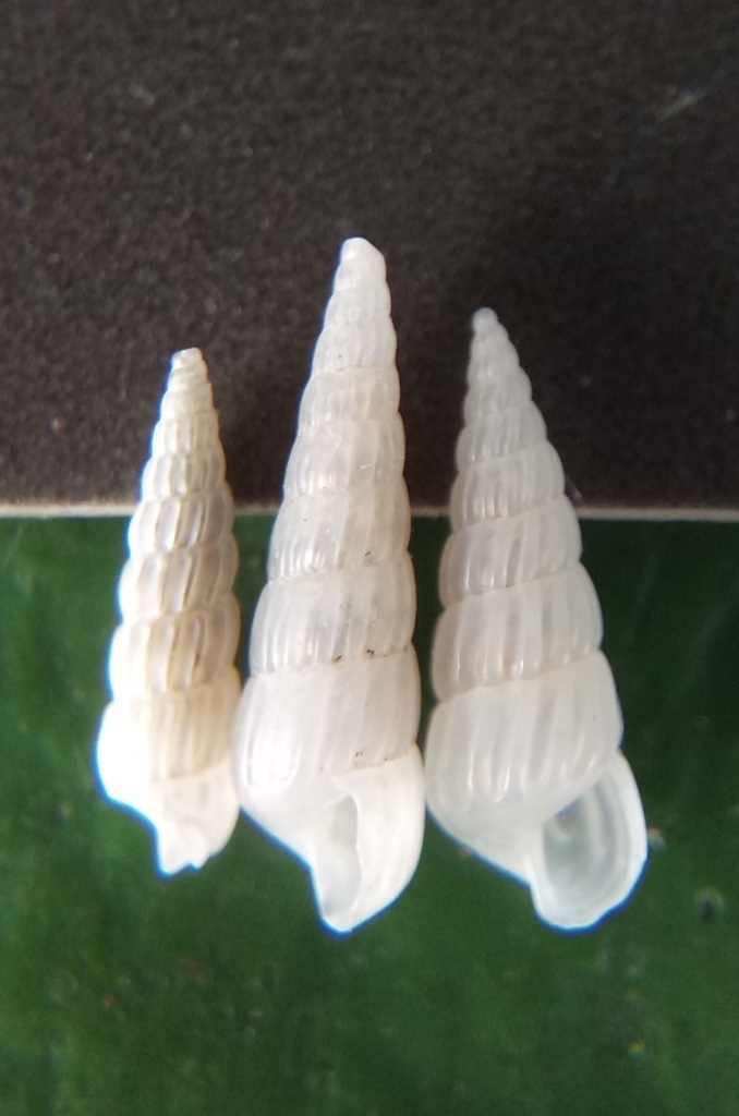 Turbonilla hofmani