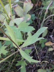 Ranunculus propinquus