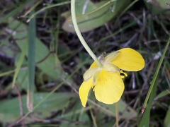 Ranunculus propinquus