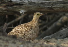 Pterocles bicinctus bicinctus