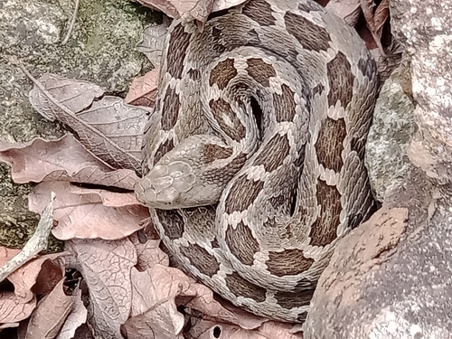 Mexican Pygmy Rattlesnake