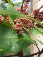 Cupaniopsis newmanii