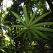 Anthurium polyschistum - Photo (c) Ana Maria Benavides, alguns direitos reservados (CC BY-NC), uploaded by Ana Maria Benavides