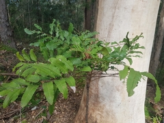 Cupaniopsis newmanii