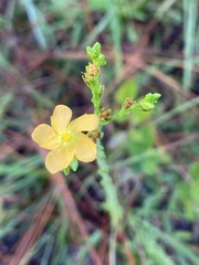Hypericum setosum