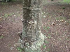 Phytophthora agathidicida
