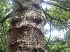 Phytophthora agathidicida