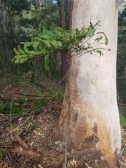 Cupaniopsis newmanii