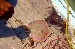 Brevitrygon imbricata