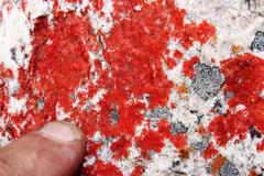 Caloplaca haematodes