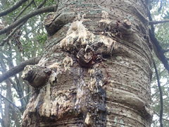 Phytophthora agathidicida