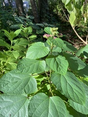 Clerodendrum bungei