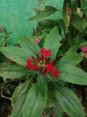 Pentas
