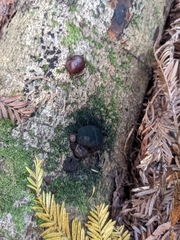 Daldinia concentrica