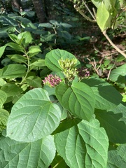 Clerodendrum bungei