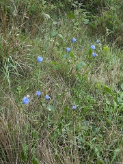 Cichorium intybus