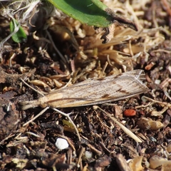 Agriphila inquinatella
