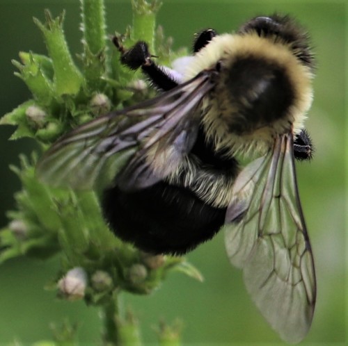 Bombus impatiens image