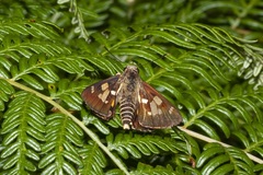 Trapezites iacchoides