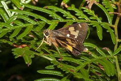 Trapezites iacchoides