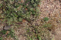 Adenogramma glomerata