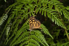 Heteronympha paradelpha