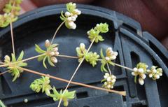 Adenogramma glomerata