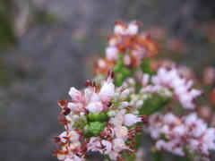 Erica petraea