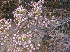 Erica petraea