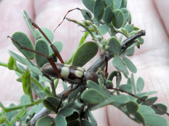 Aethecerinus latecinctus