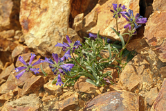 Penstemon heterodoxus heterodoxus