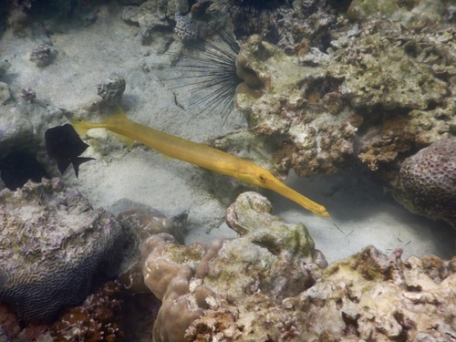 Photo of Pacific trumpetfish (Aulostomus chinensis)