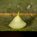 Hickory Smooth Gumdrop Gall Midge - Photo (c) Mark Etheridge, some rights reserved (CC BY-NC), uploaded by Mark Etheridge
