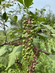 Phytolacca americana