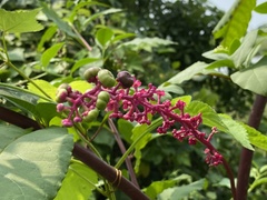 Phytolacca americana