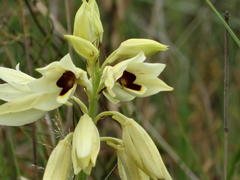 Eulophia welwitschii