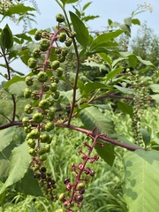 Phytolacca americana