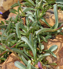 Penstemon heterodoxus heterodoxus