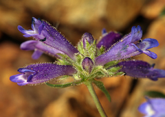 Penstemon heterodoxus heterodoxus