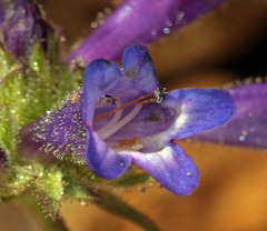 Penstemon heterodoxus heterodoxus