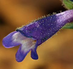 Penstemon heterodoxus heterodoxus