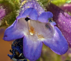 Penstemon heterodoxus heterodoxus