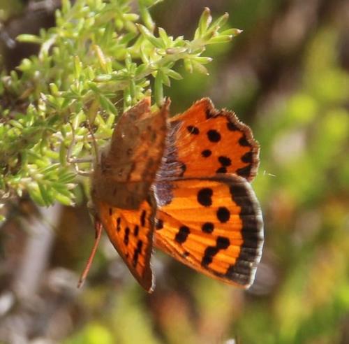 Subspecies Chrysoritis pyroeis pyroeis · iNaturalist